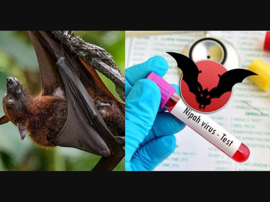Bats in Wayanad test positive for Nipah virus: ICMR