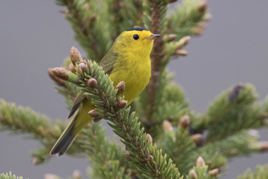 US ornithological society says dozens of birds will be renamed