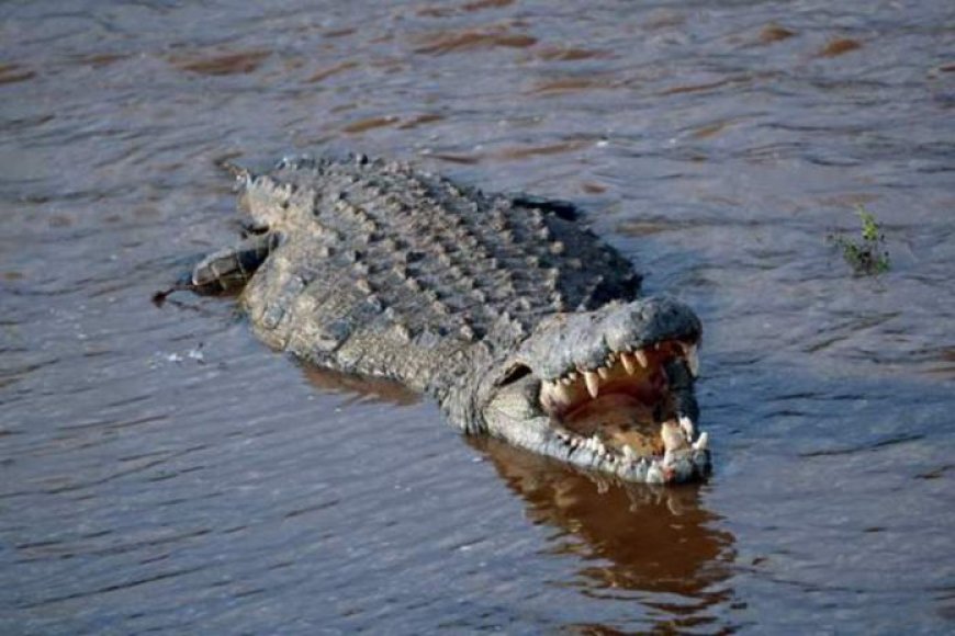 Australian farmer survives crocodile attack by biting back