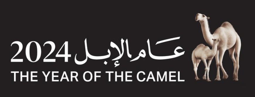 Saudi Arabia designates 2024 as the Year of the Camel in celebration of the national symbol