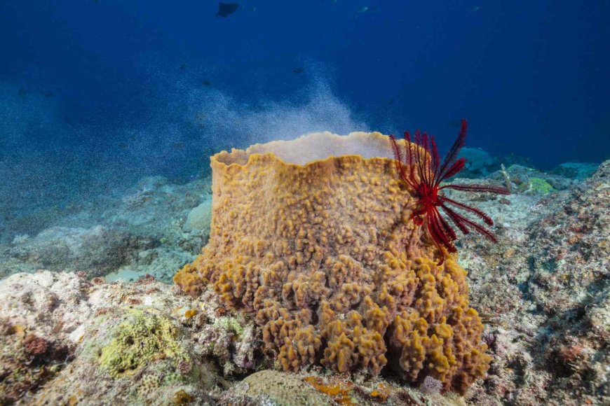 Sea sponges keep climate records and the accounting is grim, new study suggests