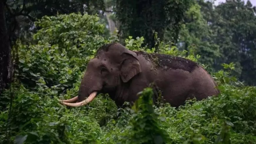Rs 1 mn compensation, job to kin of man killed by wild elephant in Wayanad