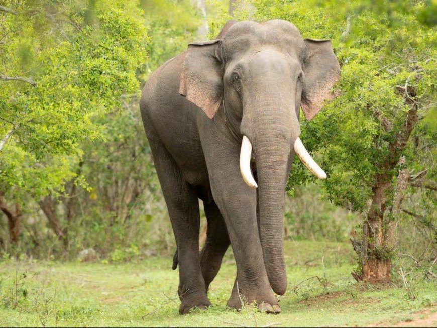 'Arikomban healthy': TN Forest Dept refutes reports about wild tusker's death