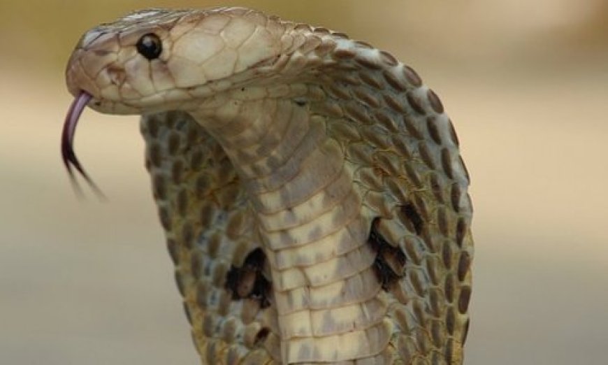 Indian, US researchers develop universal anti-venom for lethal snake toxins