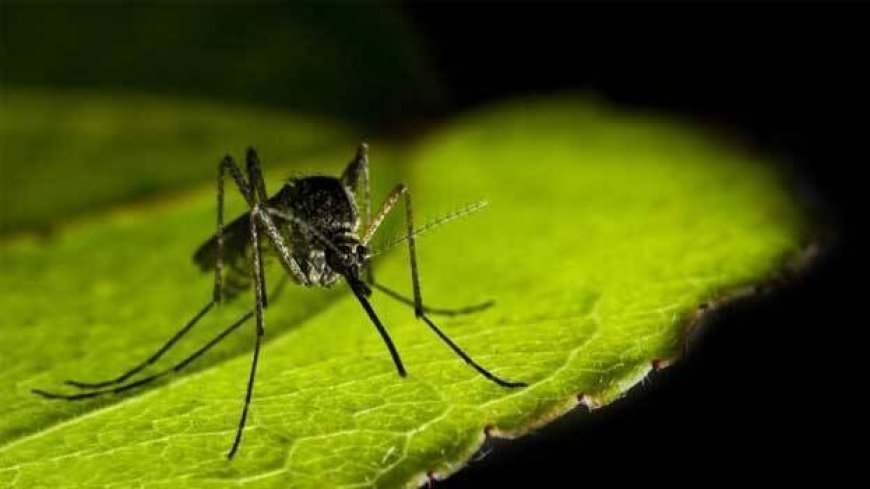West Nile fever alert in 3 districts, 10 cases reported