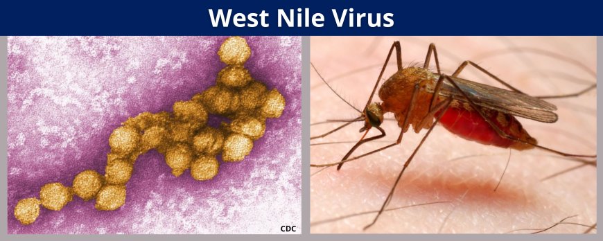 West Nile Fever - another threat
