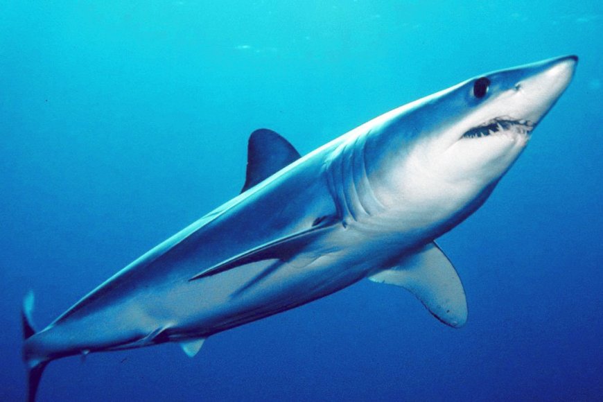 India and Oman to jointly undertake research on sharks and rays in Arabian Sea