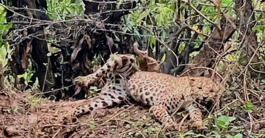 Leopard dies after rescue mission