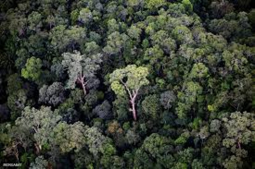 Tropical forests adjust strategies to thrive even when soils are nutrient poor