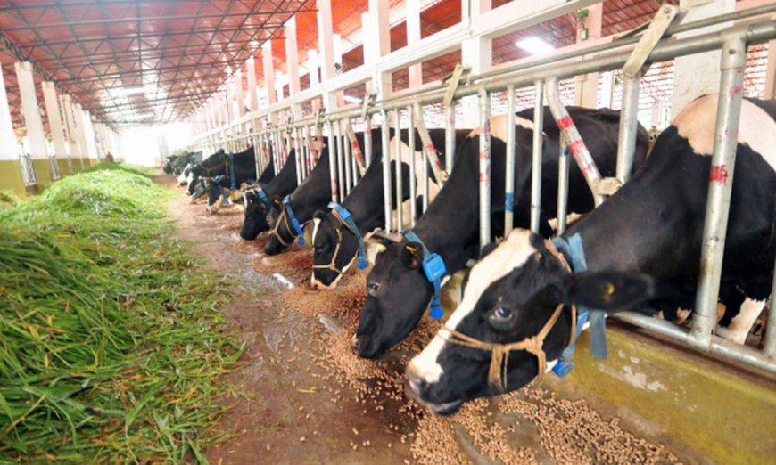 Awareness campaign on scientific diet for cows