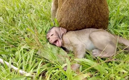 Musings: Barber solves the monkey menace