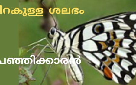 ഒറ്റച്ചിറകുള്ള  ശലഭം ;   പഞ്ഞിക്കാരൻ