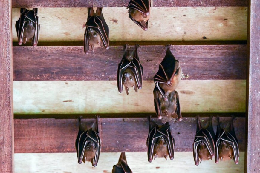 Australian man dies from ‘extremely rare’ virus after bat bite