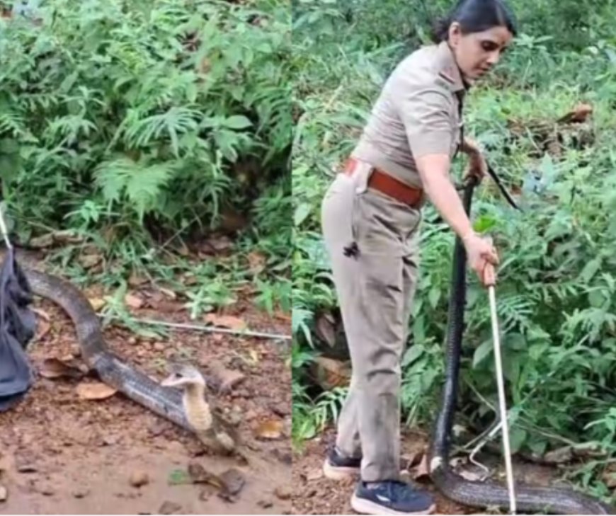 തിരുവനന്തപുരം പേപ്പാറയിലെ ജനവാസ കേന്ദ്രത്തിൽ നിന്ന് രാജവെമ്പാലയെ പിടികൂടി