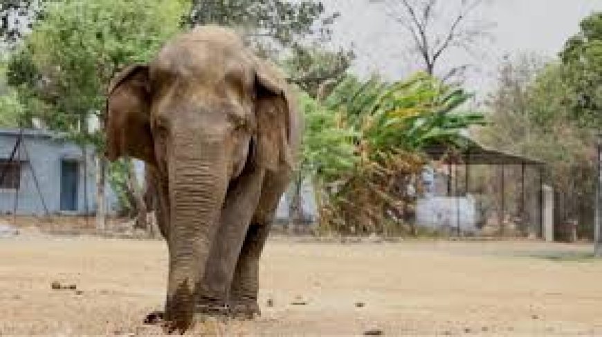 ഏഷ്യയിലെ പ്രായം കൂടിയ ആന ‘വത്സല’ ചരിഞ്ഞു