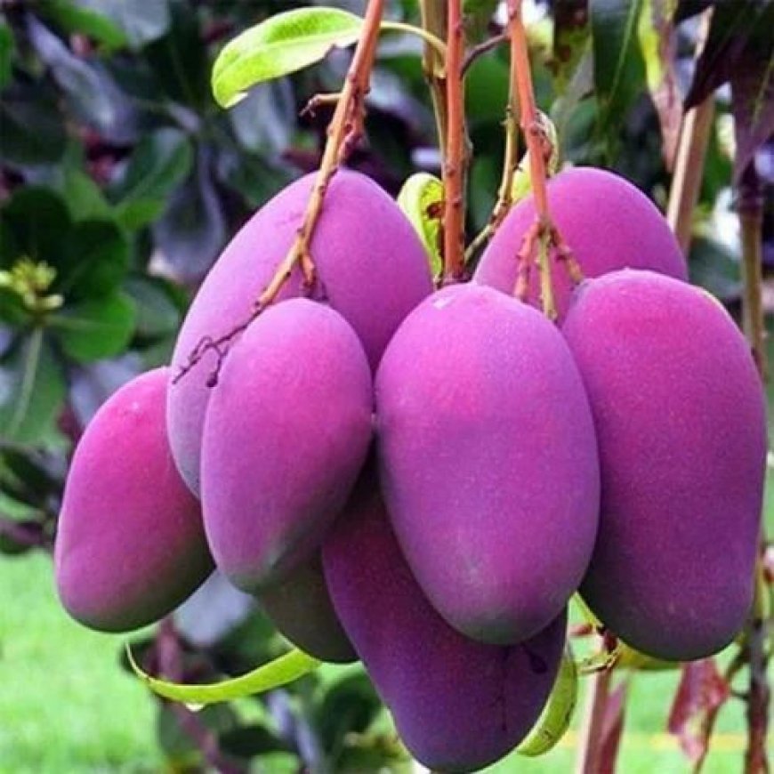 Believe it or not? Telengana farmer grows mangoes worth Rs 10,000 each!