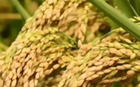 പൊന്നിൻ ചിങ്ങത്തെ വരവേറ്റ് മലയാളികൾ;  ഓണനാളുകൾ വരവായി