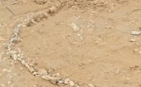 Researchers find rare Jurassic-era fossil in Rajasthan village