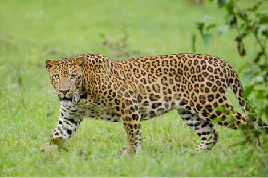 Man fights off leopard to save 4-year-old son