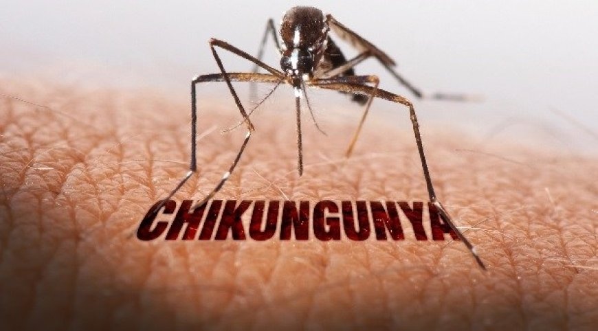 China reports 7,000 cases of chikungunya virus