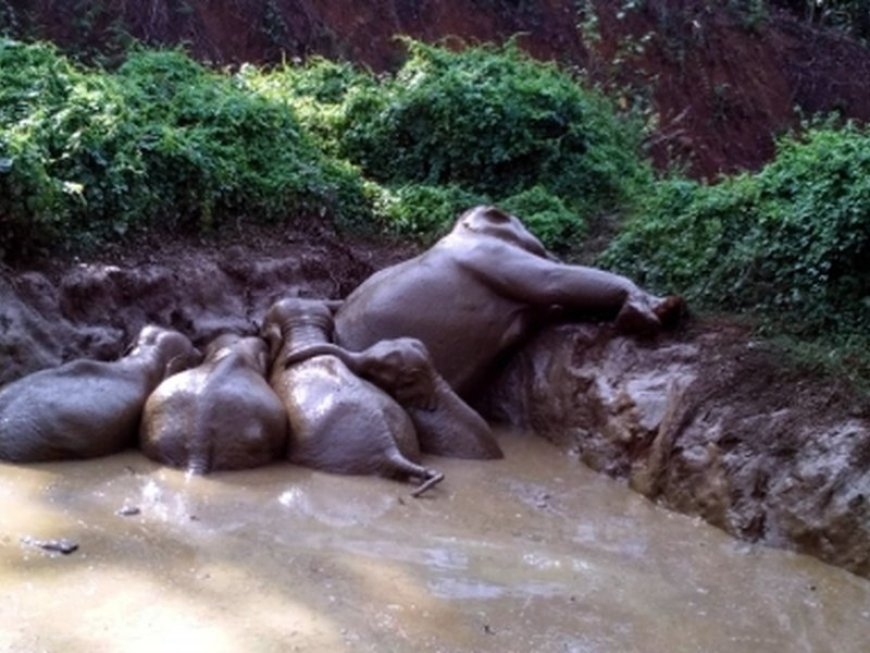 Carcasses of five wild elephants found in Ernakulam forests