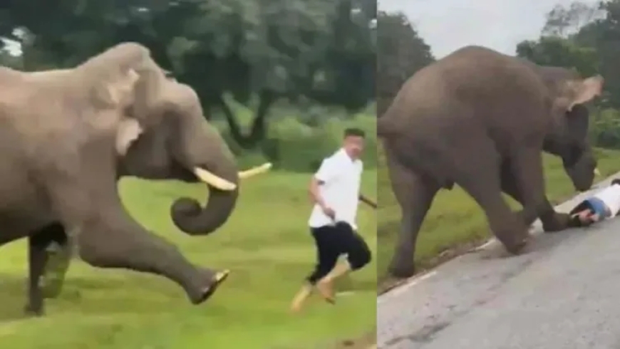 കാട്ടാനയ്ക്കൊപ്പം സെൽഫി: തലനാരിഴയ്ക്ക് രക്ഷപെട്ട ആൾക്ക് 25,000 രൂപ പിഴ