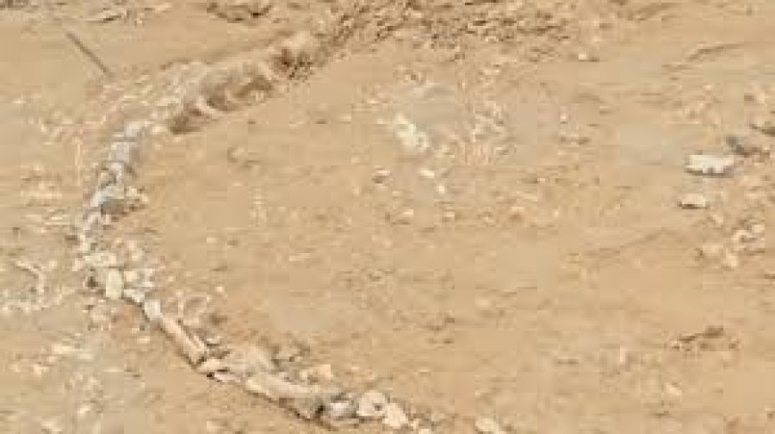 Researchers find rare Jurassic-era fossil in Rajasthan village