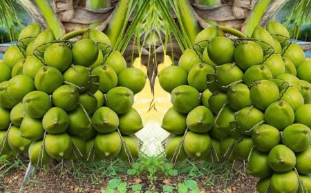 World Coconut Day: Kerala farmers to benefit from Rs 30 crore boost