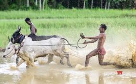 20 booked for illegal bull race in TVM