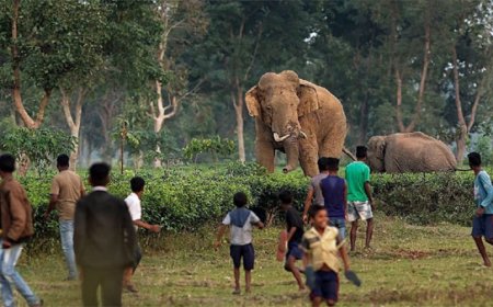 Kerala moves to legalise culling of violent wild animals amid rising man-animal conflicts