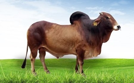 Punjab, Kerala to boost livestock productivity