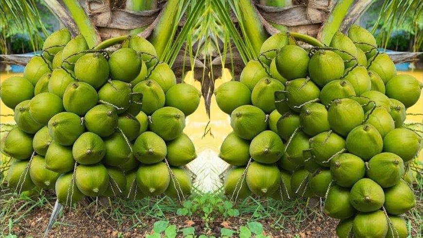 World Coconut Day: Kerala farmers to benefit from Rs 30 crore boost