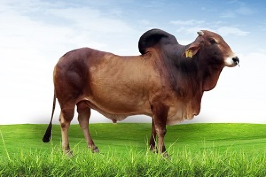 Punjab, Kerala to boost livestock productivity