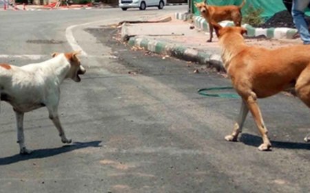 Kerala woman dies of rabies, Human Rights Commission wants action plan