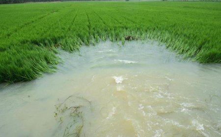 Tamil Nadu rains: Several villages in Theni inundated; 200 acres of harvest-ready paddy crops submerged