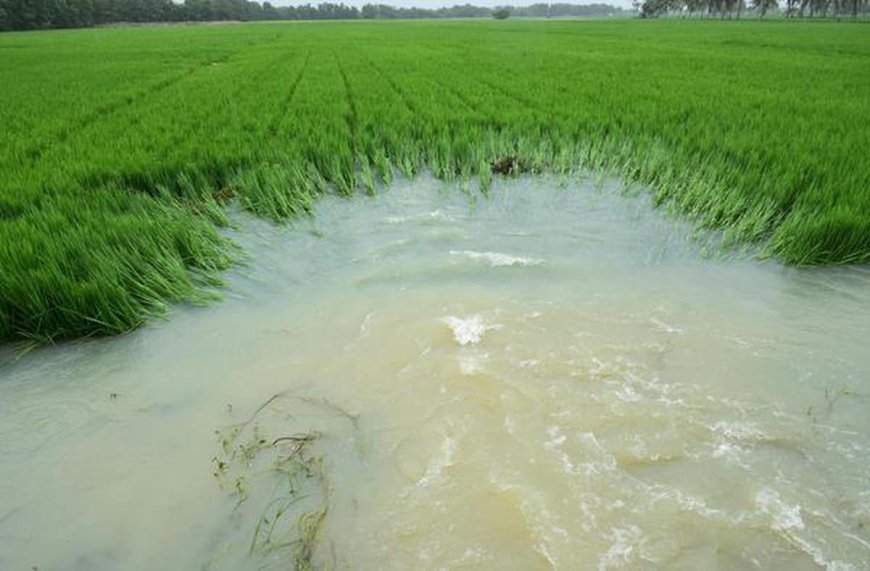 Tamil Nadu rains: Several villages in Theni inundated; 200 acres of harvest-ready paddy crops submerged