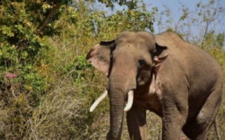 മലപ്പുറത്ത് വീണ്ടും കാട്ടാന ആക്രമണം;  അതിഥി തൊഴിലാളിക്ക് ദാരുണാന്ത്യം