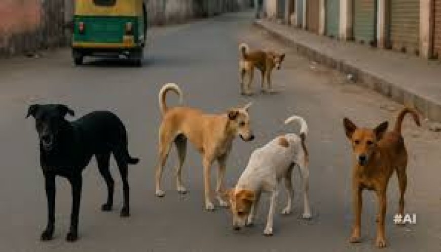 പൊതു ഇടങ്ങളിൽനിന്ന് തെരുവുനായ്ക്കളെ നീക്കണം; സുപ്രധാന ഉത്തരവുമായി സുപ്രീംകോടതി