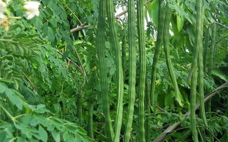 Vegetable prices soar in Udupi; drumstick crosses Rs 700 per kg