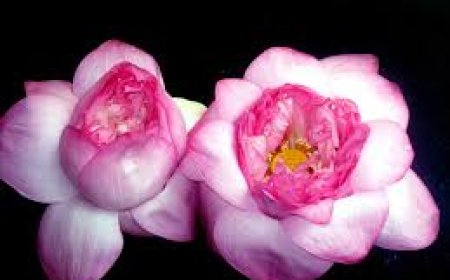 പാലക്കാട് പൂജിച്ച താമര വിതരണം ചെയ്തു; ബിജെപിക്കെതിരേ തെരഞ്ഞെടുപ്പ് കമ്മീഷന് പരാതി