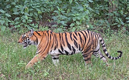 വയനാട് ജനവാസ മേഖലയിൽ കടുവ ഇറങ്ങി; പ്രദേശത്ത് ​ഗതാ​ഗതം നിരോധിച്ചു