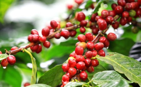 PT Usha highlights plight of Wayanad coffee growers in Rajya Sabha, urges urgent govt action