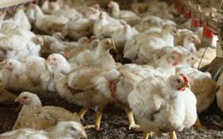 ആലപ്പുഴ, കോട്ടയം ജില്ലകളില്‍  പക്ഷിപ്പനി; അതീവ ജാഗ്രത പാലിക്കണമെന്ന് ആരോഗ്യവകുപ്പ്