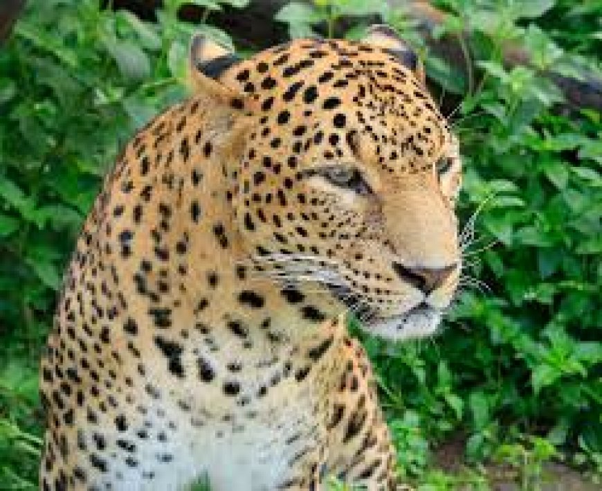 മലമ്പുഴയിൽ ഭീതി വിതച്ച് പുലി; സർക്കാർ സ്കൂൾ പരിസരത്ത് കൂട് സ്ഥാപിച്ചു