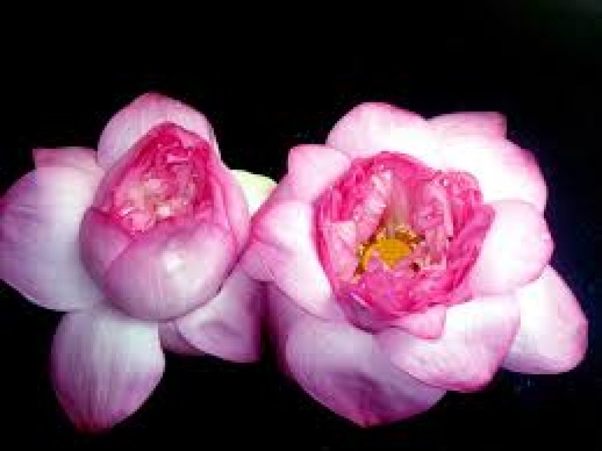 പാലക്കാട് പൂജിച്ച താമര വിതരണം ചെയ്തു; ബിജെപിക്കെതിരേ തെരഞ്ഞെടുപ്പ് കമ്മീഷന് പരാതി