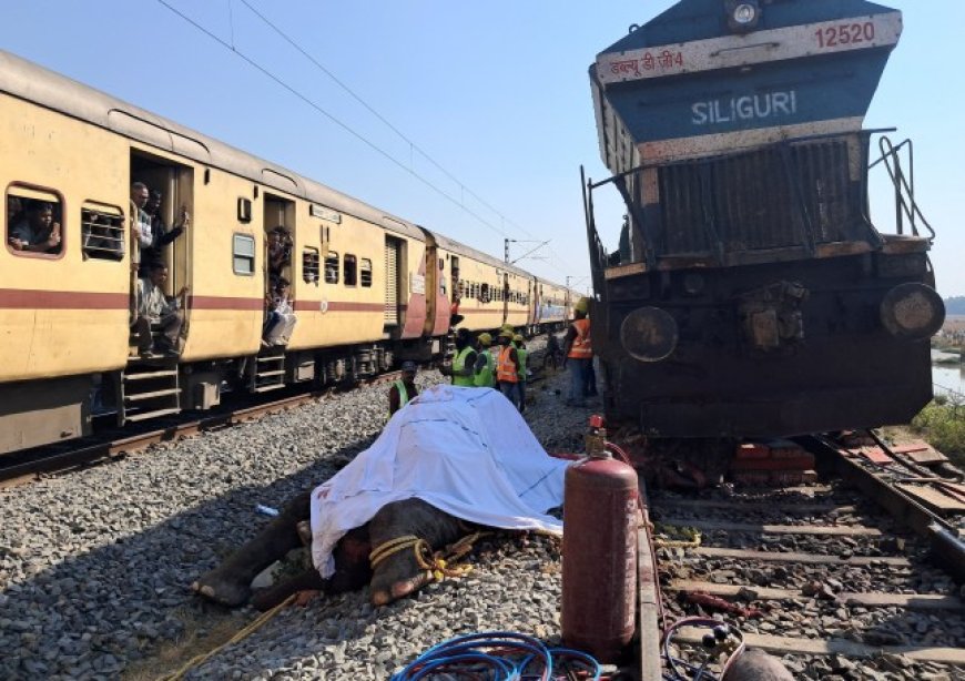 India express train kills seven elephants crossing tracks
