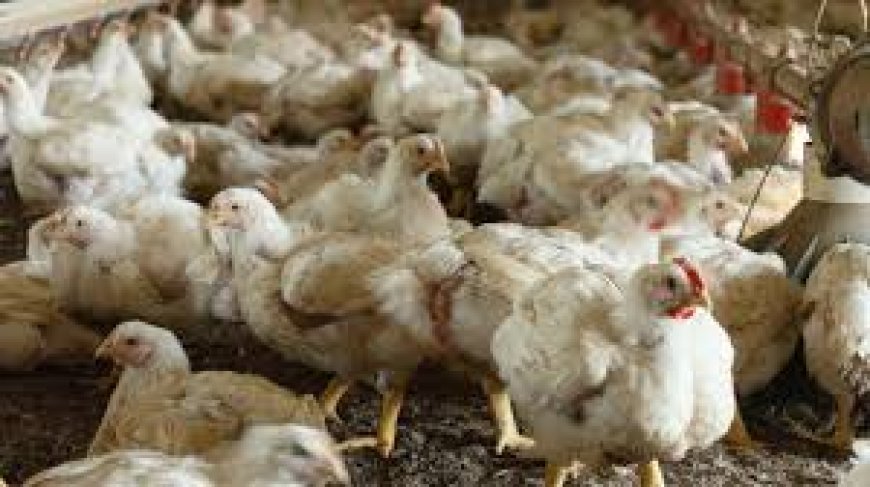 ആലപ്പുഴ, കോട്ടയം ജില്ലകളില്‍  പക്ഷിപ്പനി; അതീവ ജാഗ്രത പാലിക്കണമെന്ന് ആരോഗ്യവകുപ്പ്