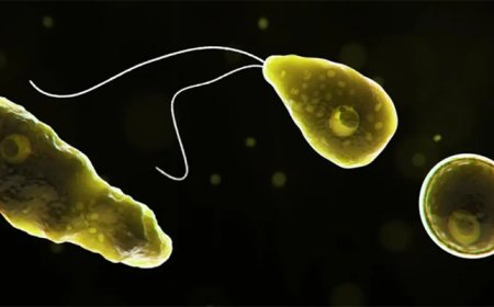 സംസ്ഥാനത്ത് വീണ്ടും അമീബിക് മസ്തിഷ്‌കജ്വരം; കോഴിക്കോട് സ്വദേശി മരിച്ചു