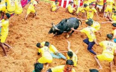 ജെല്ലിക്കെട്ട് മത്സരങ്ങളിൽ വിജയിക്കുന്നവർക്ക് സർക്കാർ ജോലി; പ്രഖ്യാപനവുമായി സ്‌റ്റാലിൻ