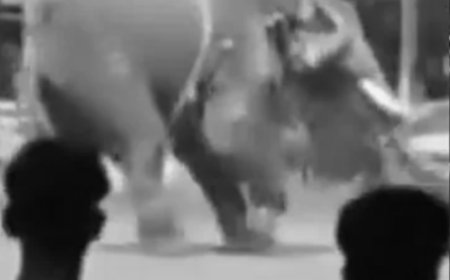 ആനയിടഞ്ഞു; പിങ്ക് പൊലീസിന്റെ കാർ കൊമ്പിലുയർത്തി കുത്തിമറിച്ചു